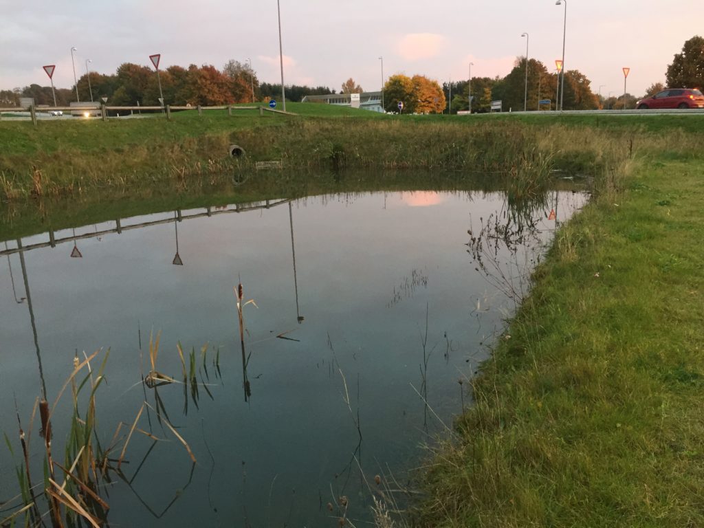Våde regnvandsbassiner – er det løsningen?